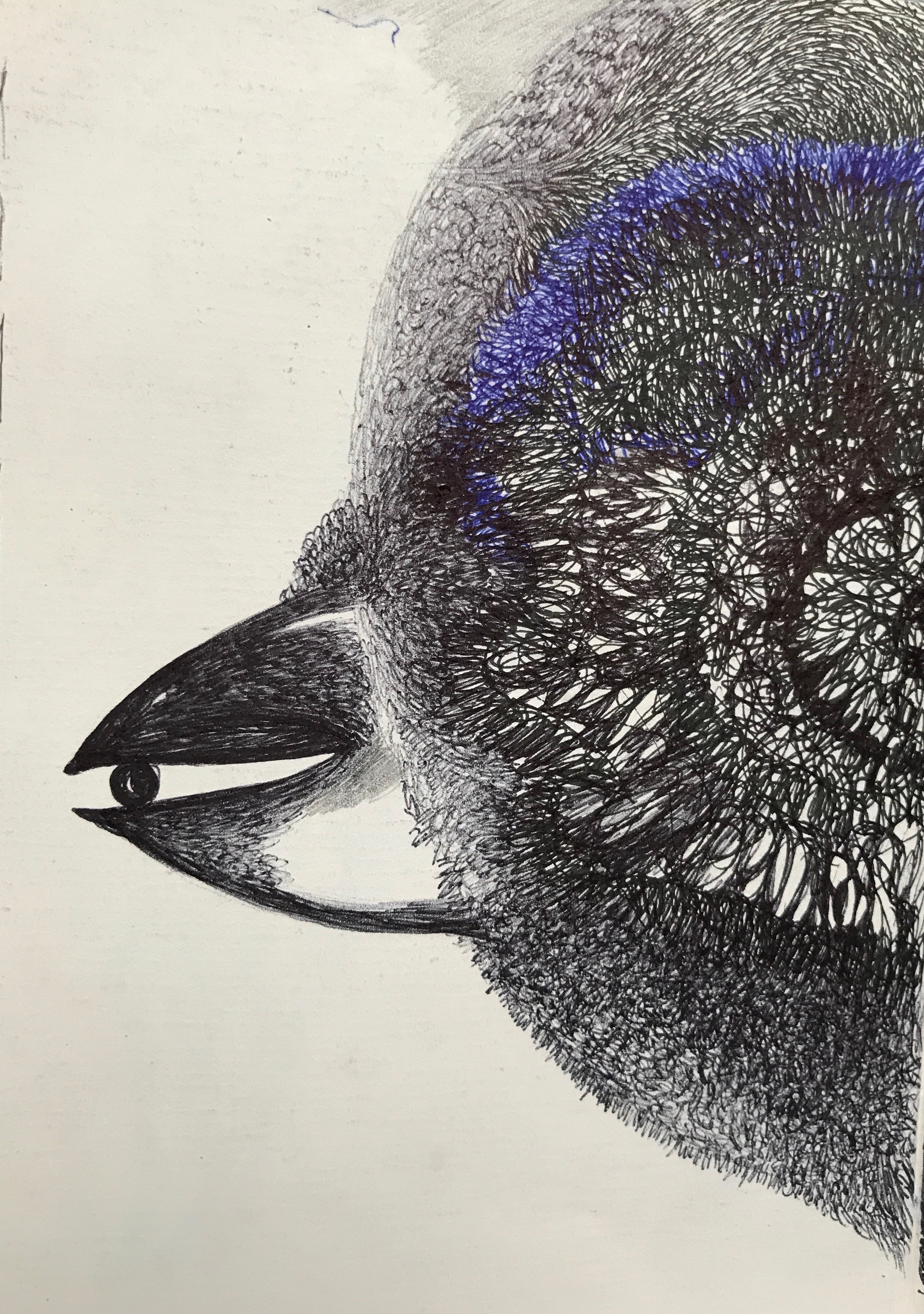 035 'Pengiun Beak' Ink Drawing